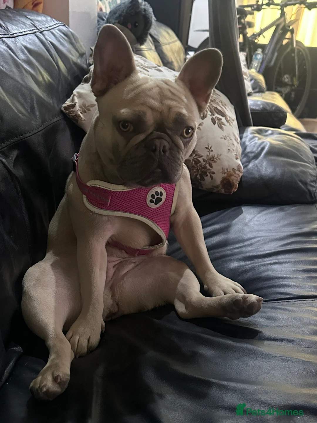 French Bulldog dogs for sale: Masha - Advert 2