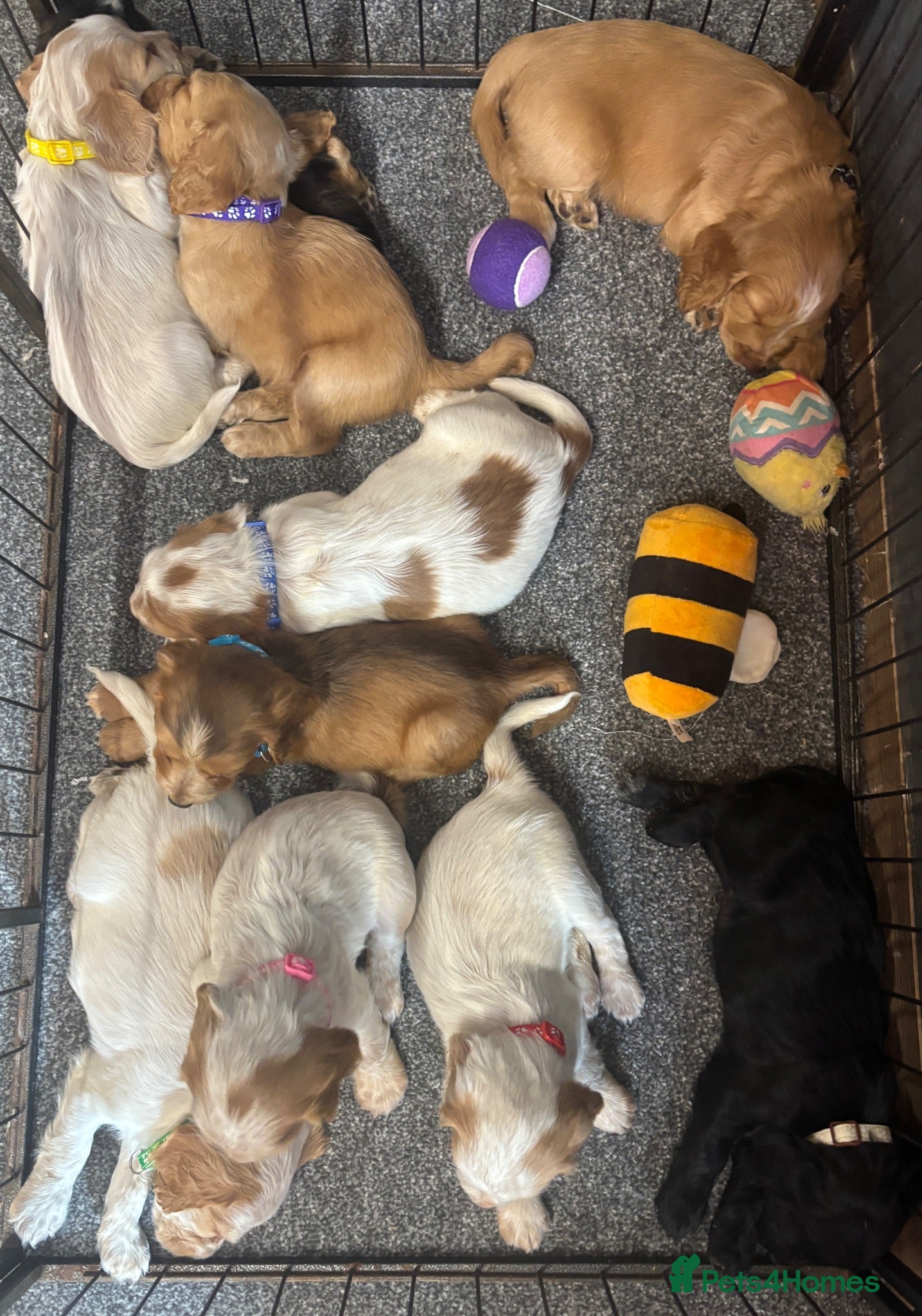Cocker Spaniel dogs Stunning KC Registered Cocker Spaniel Puppies - Advert 2