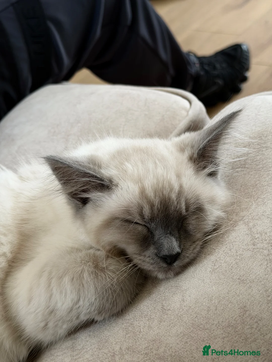 Ragdoll cats for sale: Ragdol kitten in Horncastle - Advert 2