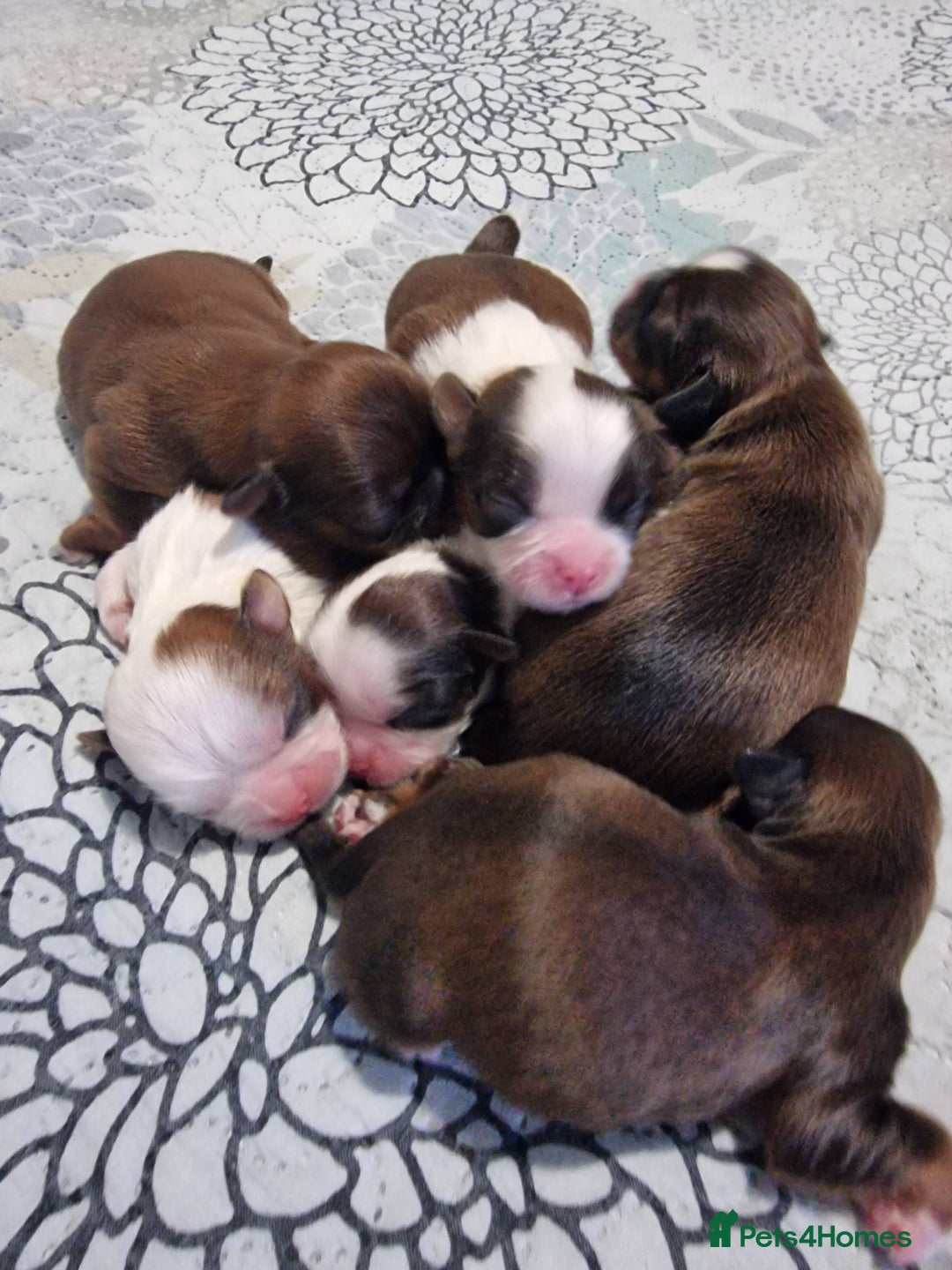 Shih Tzu dogs for stud: Balkan Grand Champion Sired Shih Tzu for Stud. in Dukinfield - Image 8