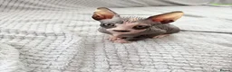 Sphynx cats for sale: Adorable sphynx kittens❤️ - Advert 13