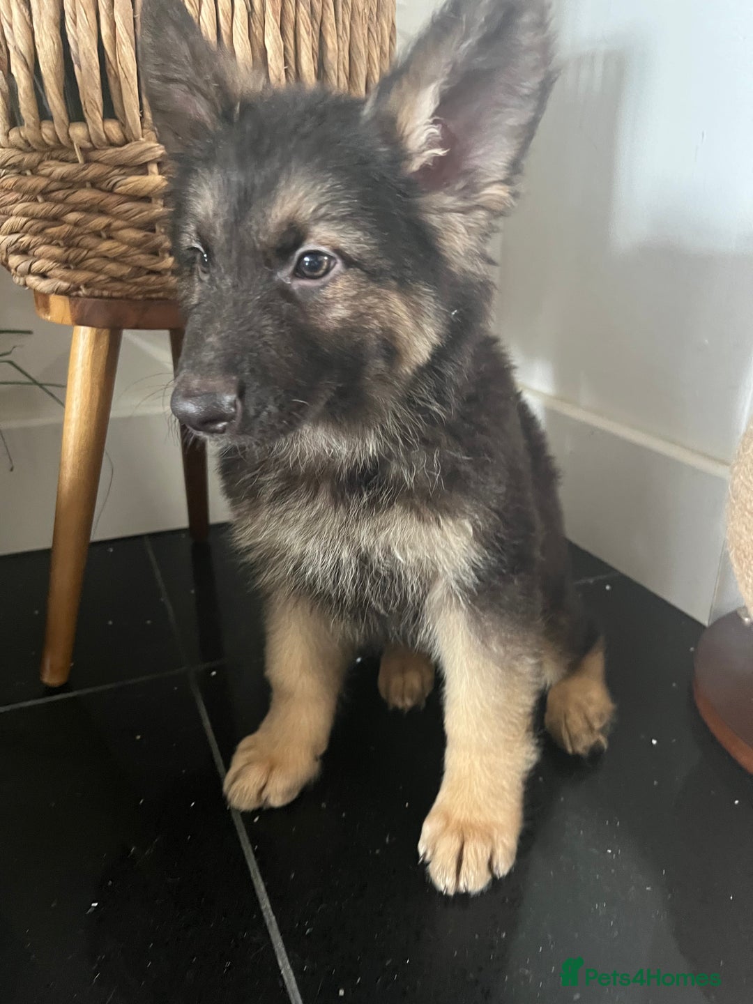 German Shepherd dogs for sale: German shepherd pups silver sable black/tan black  - Image 8