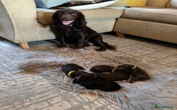 Cockapoo dogs for sale: 5 Chunky Miniature Cockapoos - Image 13