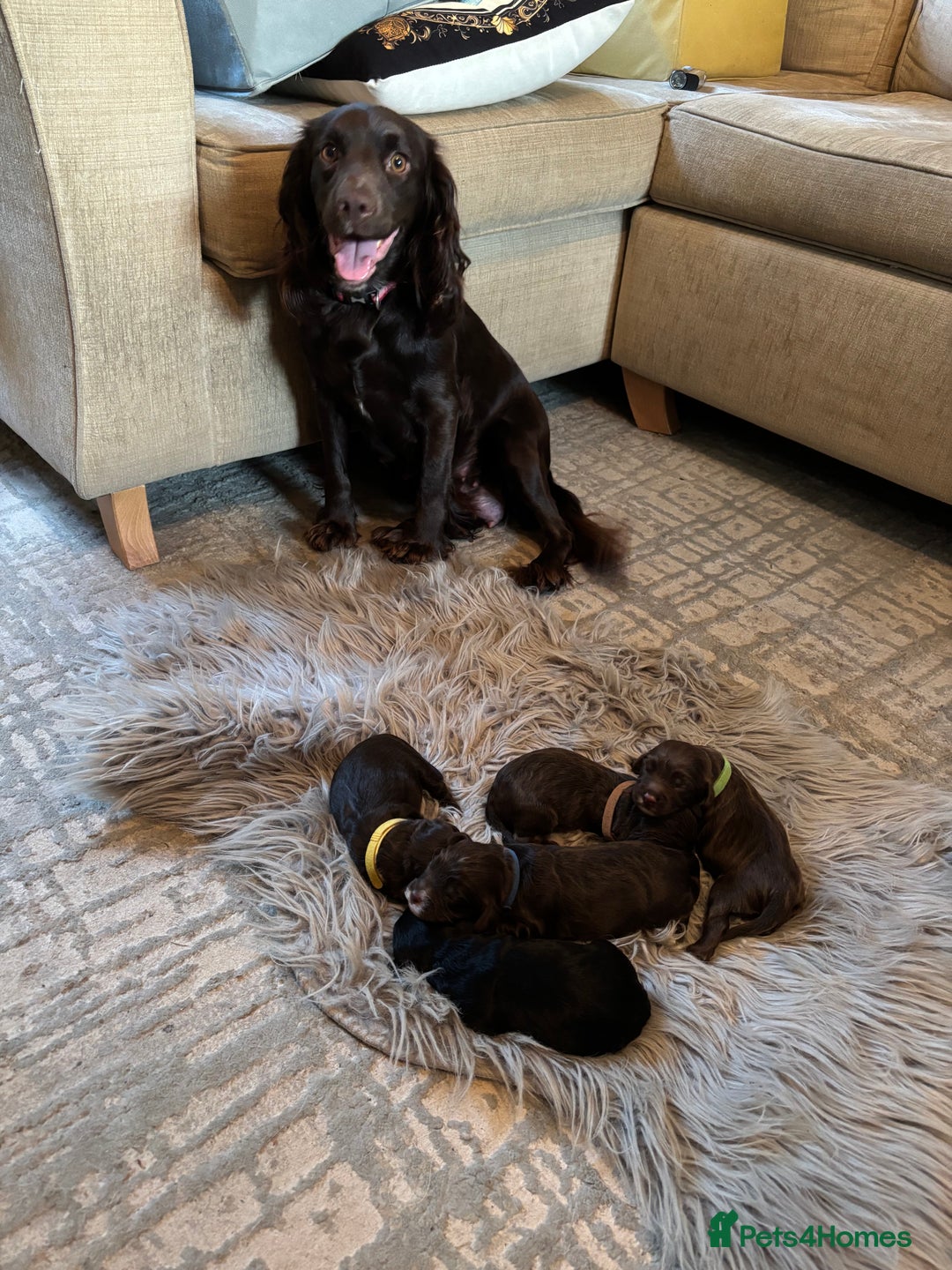 Cockapoo dogs for sale: 5 Chunky Miniature Cockapoos - Image 13