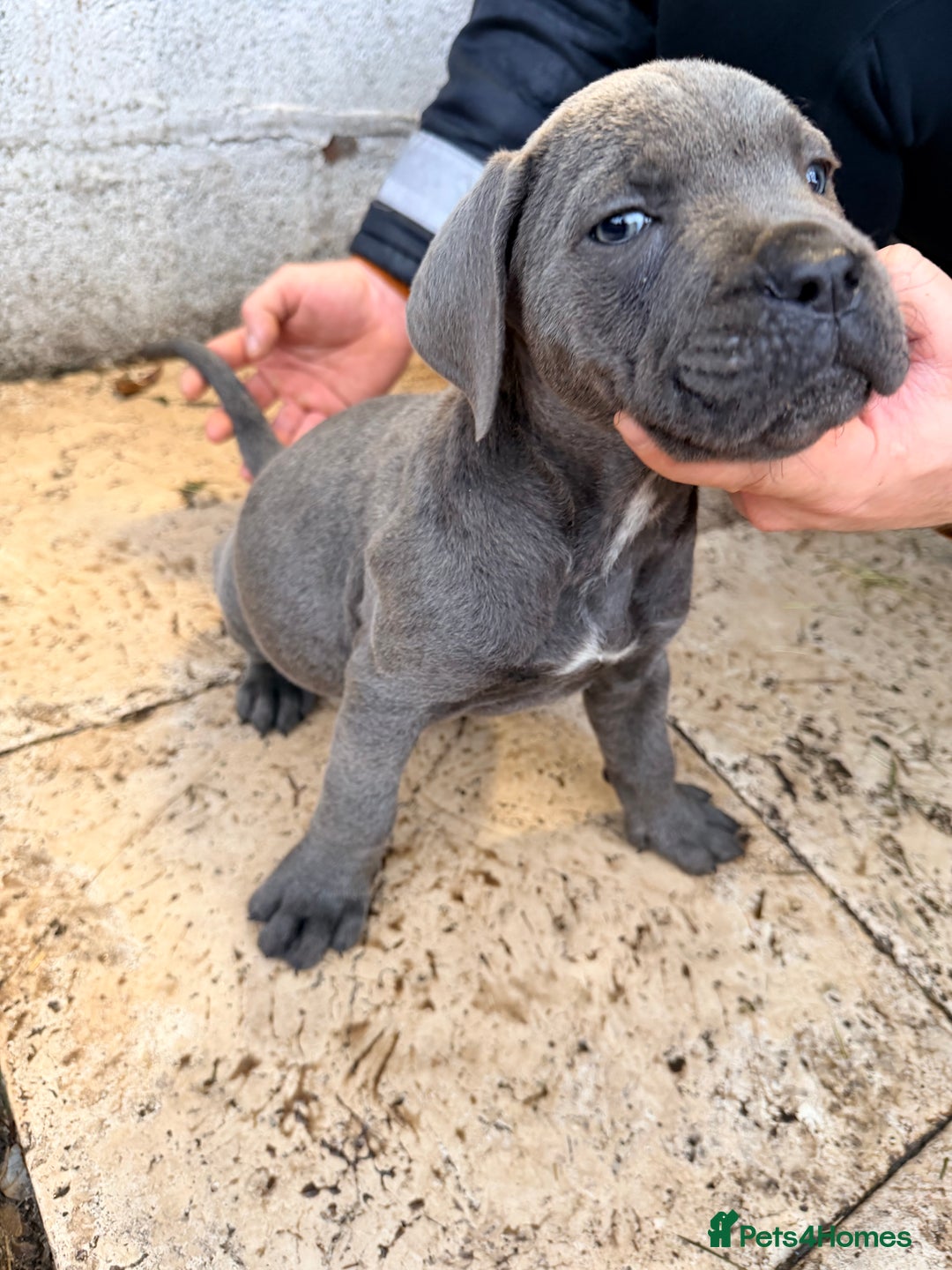 Cane Corso dogs for sale: Beautiful Cane Corso puppies available - Advert 26