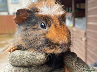 Guinea Pig rodents Beautiful Baby Guinea Pigs - Advert 1