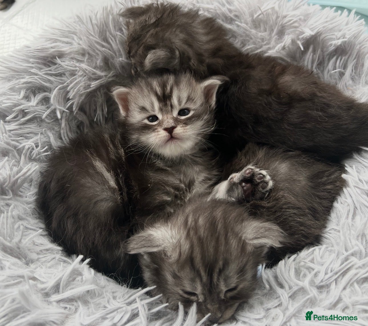 Maine Coon cats 3 beautiful Russian maincoon kittens   - Advert 2