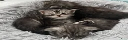 Maine Coon cats for sale: 3 beautiful Russian maincoon kittens   - Advert 1