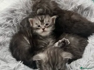 Maine Coon cats 3 beautiful XL Russian maincoon kittens - Advert 3