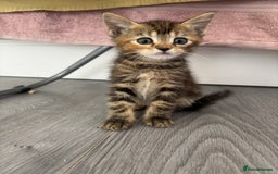 Bengal cats for sale: 2 bengals kittens - Image 1