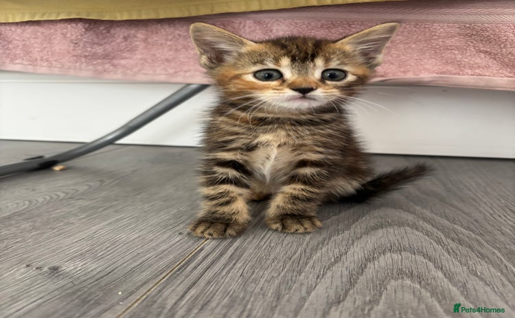 Bengal cats - Advert 3