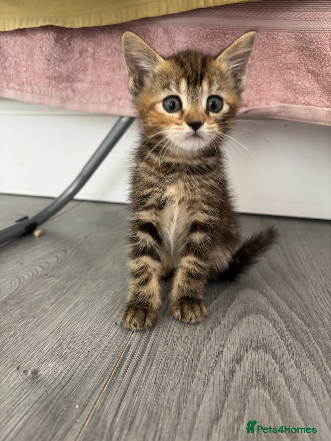 Bengal cats for sale: 2 bengals kittens - Image 1