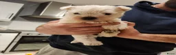 West Highland Terrier dogs for sale: Westie puppies one girl left  - Advert 3