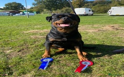 Rottweiler dogs for stud: Proven handsome ADRK KC registered Rottweiler  in Milford Haven - Image 17