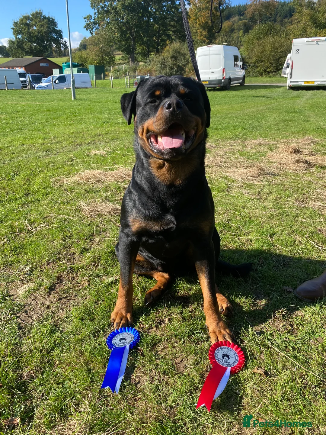 Rottweiler dogs for stud: Proven handsome ADRK KC registered Rottweiler  in Milford Haven - Advert 14