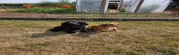 Cocker Spaniel dogs for sale: Stunning Cocker Spaniel puppies  in Berkeley - Advert 2