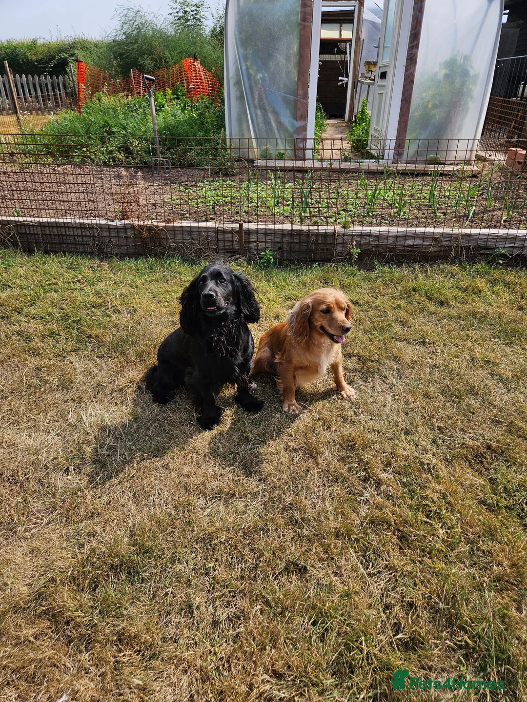 Cocker Spaniel dogs for sale: Stunning Cocker Spaniel puppies  in Berkeley - Advert 2