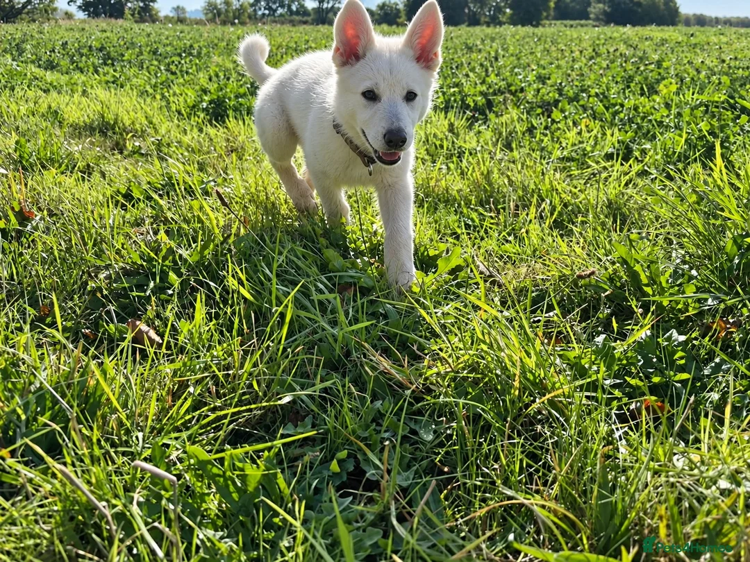 Shepsky dogs for sale: Stunning Shepsky Girl - Advert 1