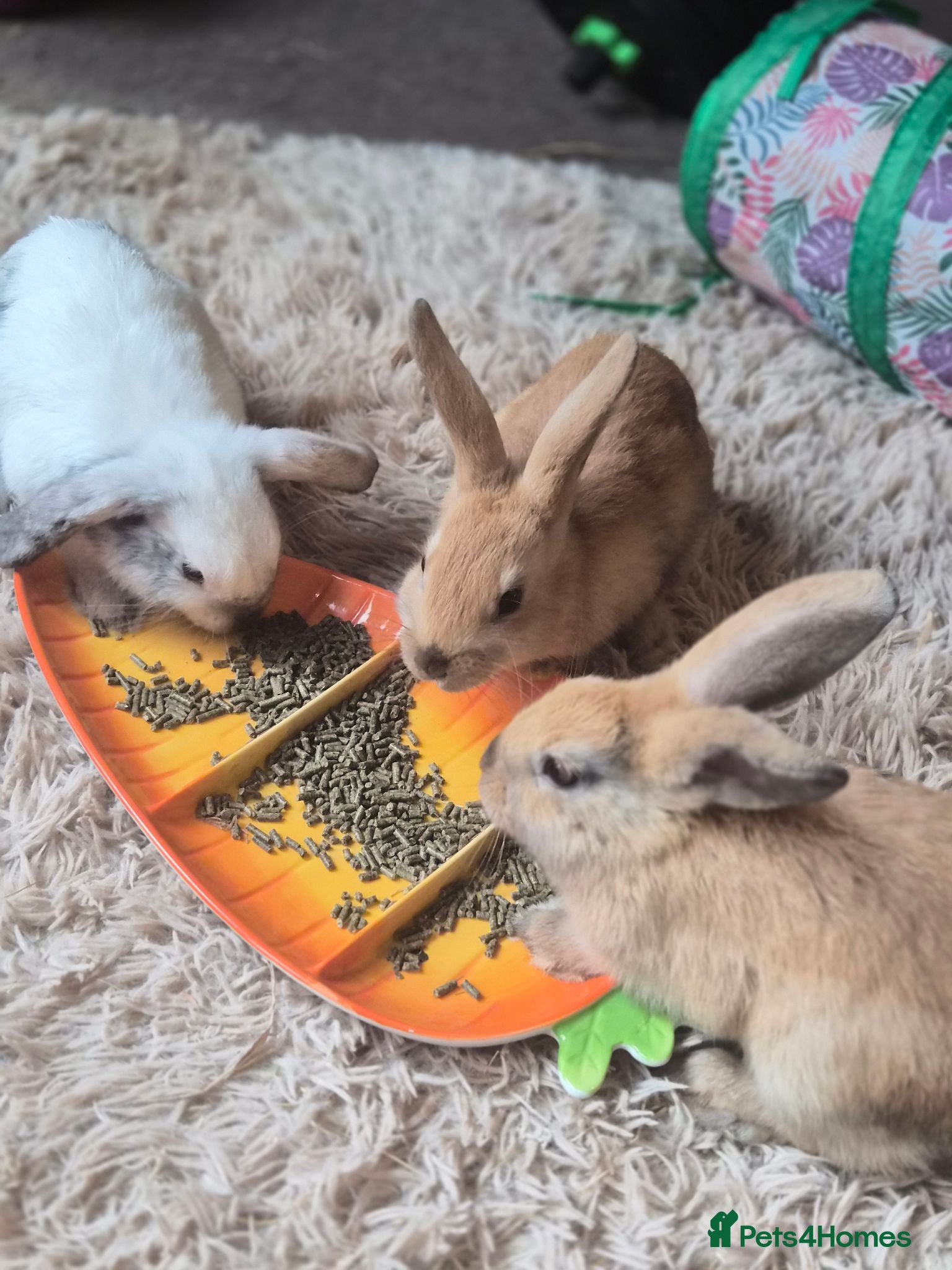 Mini Lop rabbits 🐰5 Beautiful Baby Rabbits for Loving Homes 🐰 - Advert 8