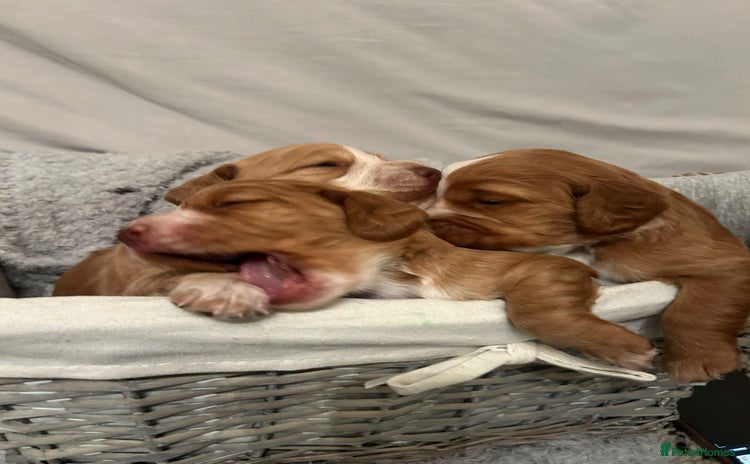 Cocker Spaniel dogs - Advert 14