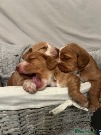 Cocker Spaniel dogs - Advert 14