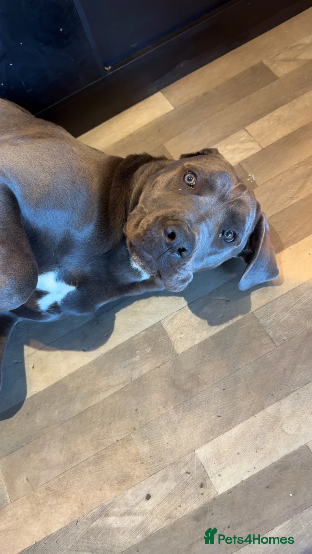 Cane Corso dogs for sale: 10 Month Old Male Cane Corso – Leeds - Advert 7