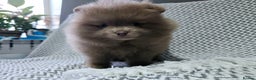 Pomeranian dogs for sale: Last boy left teddy bear face  - Advert 13