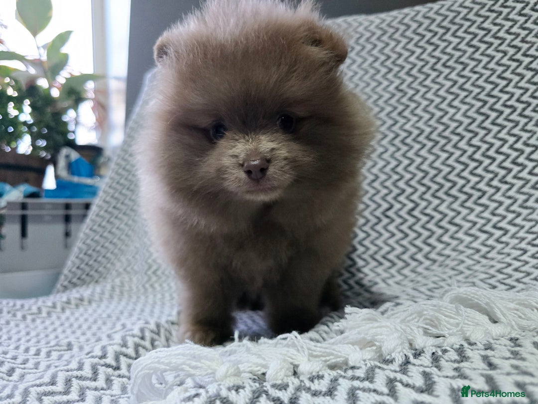 Pomeranian dogs for sale: KC outstanding puppies lilac tan lavender chocolat - Image 7