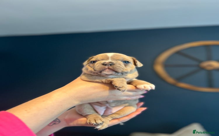 Mixed Breed dogs - Advert 4