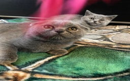 Scottish Fold cats for sale: Scottish fold kittens - Image 13