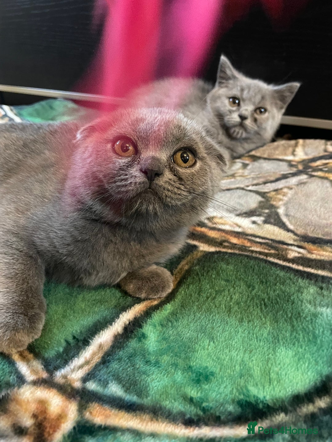 Scottish Fold cats for sale: Scottish fold kittens - Image 13
