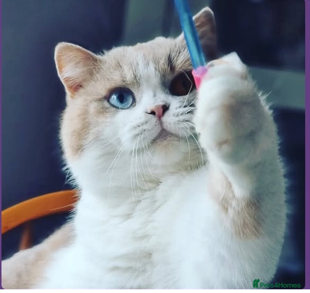 British Shorthair cats for sale: Fawn and white beautiful boy Tica ready Sep - Image 7
