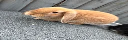 Mini Lop rabbits for sale: 🐰 Gorgeous Female Mini Lop Bunnies 🐰 in Wrexham - Advert 2