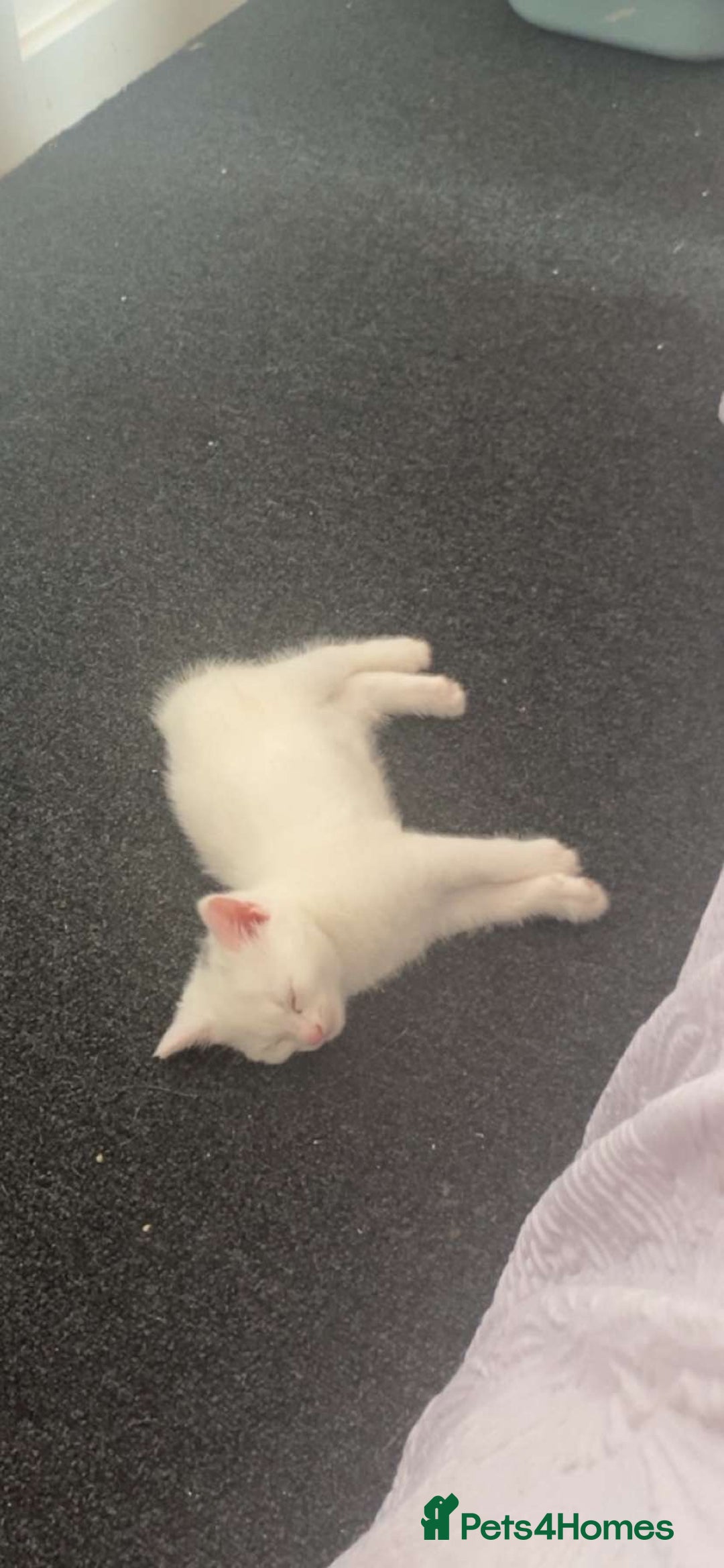 Turkish Angora cats for sale: 3 Turkish angoras Ready to leave  - Image 20