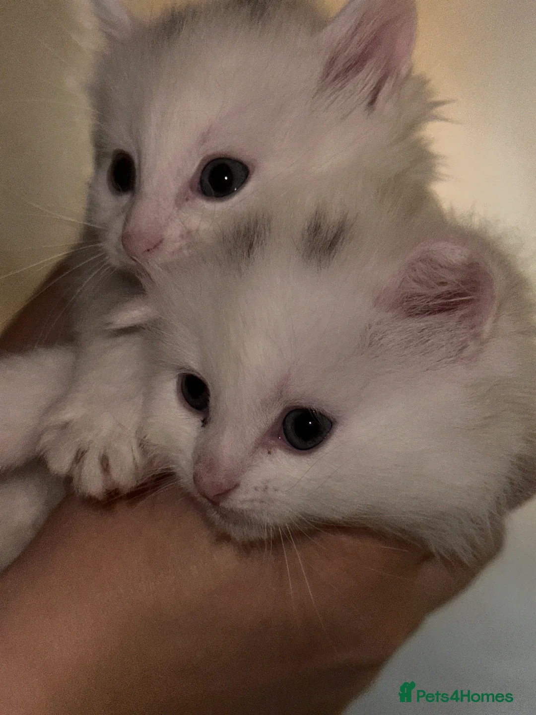 Mixed Breed cats for sale: Kittens for sell  in Coventry - Advert 2