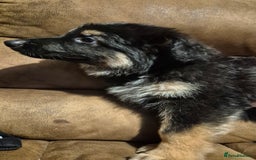German Shepherd dogs for sale: Ready Now-KC, health Tested German Shepherd Pups - Image 13