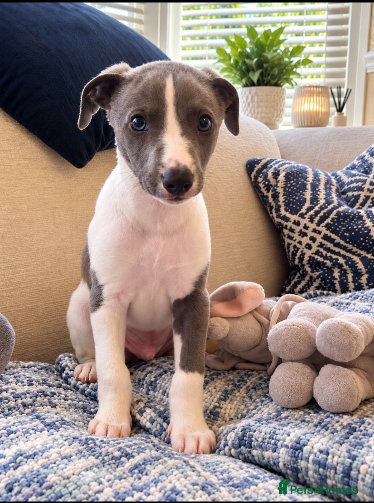 Whippet dogs Whippet puppys for sale - Advert 5