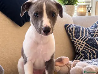 Whippet dogs Whippet puppys for sale - Advert 5