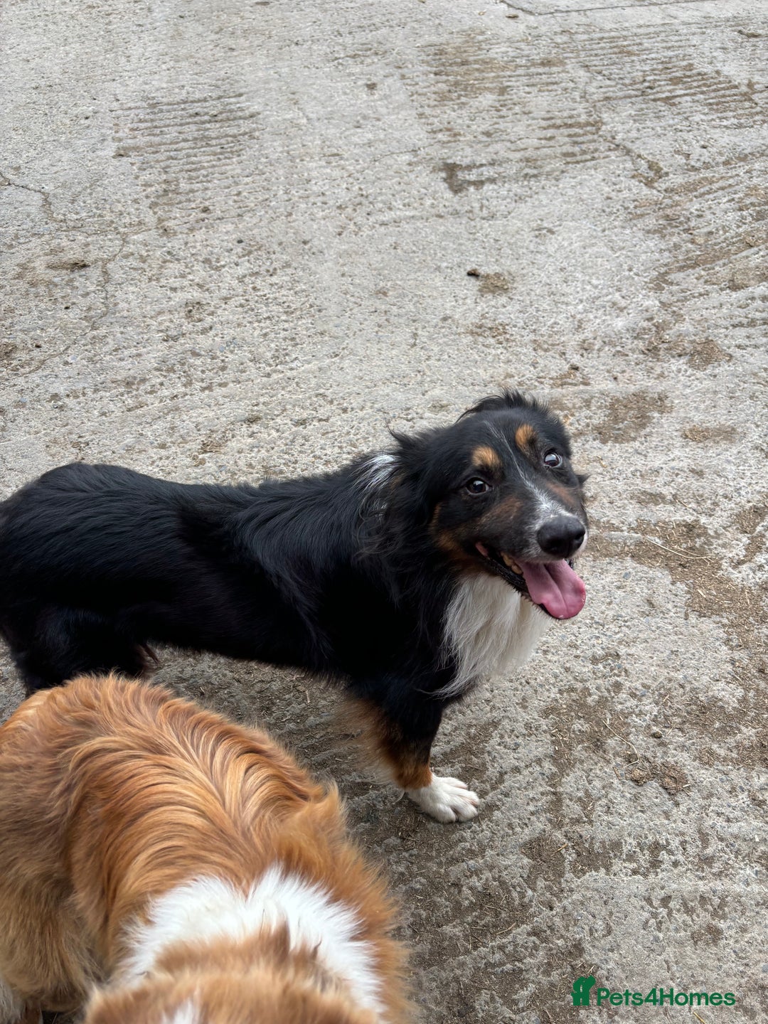 Border Collie dogs for sale: Quality Long Coated Tri Border Collie Puppies - Advert 20