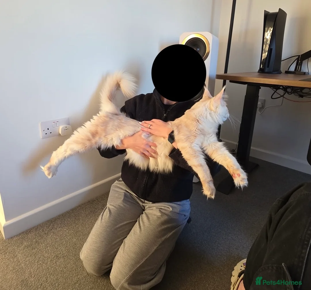 Maine Coon cats for sale: Purebred Cream Maine Coon Boy – 1.6 Years Old - Advert 7