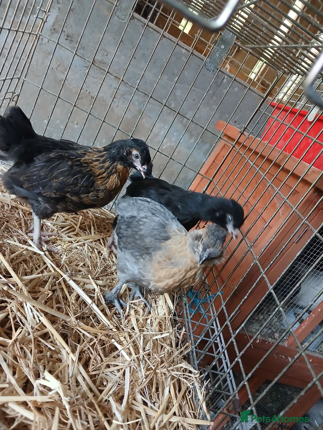 Chickens poultry for sale: Hybrid chicks  - Advert 2