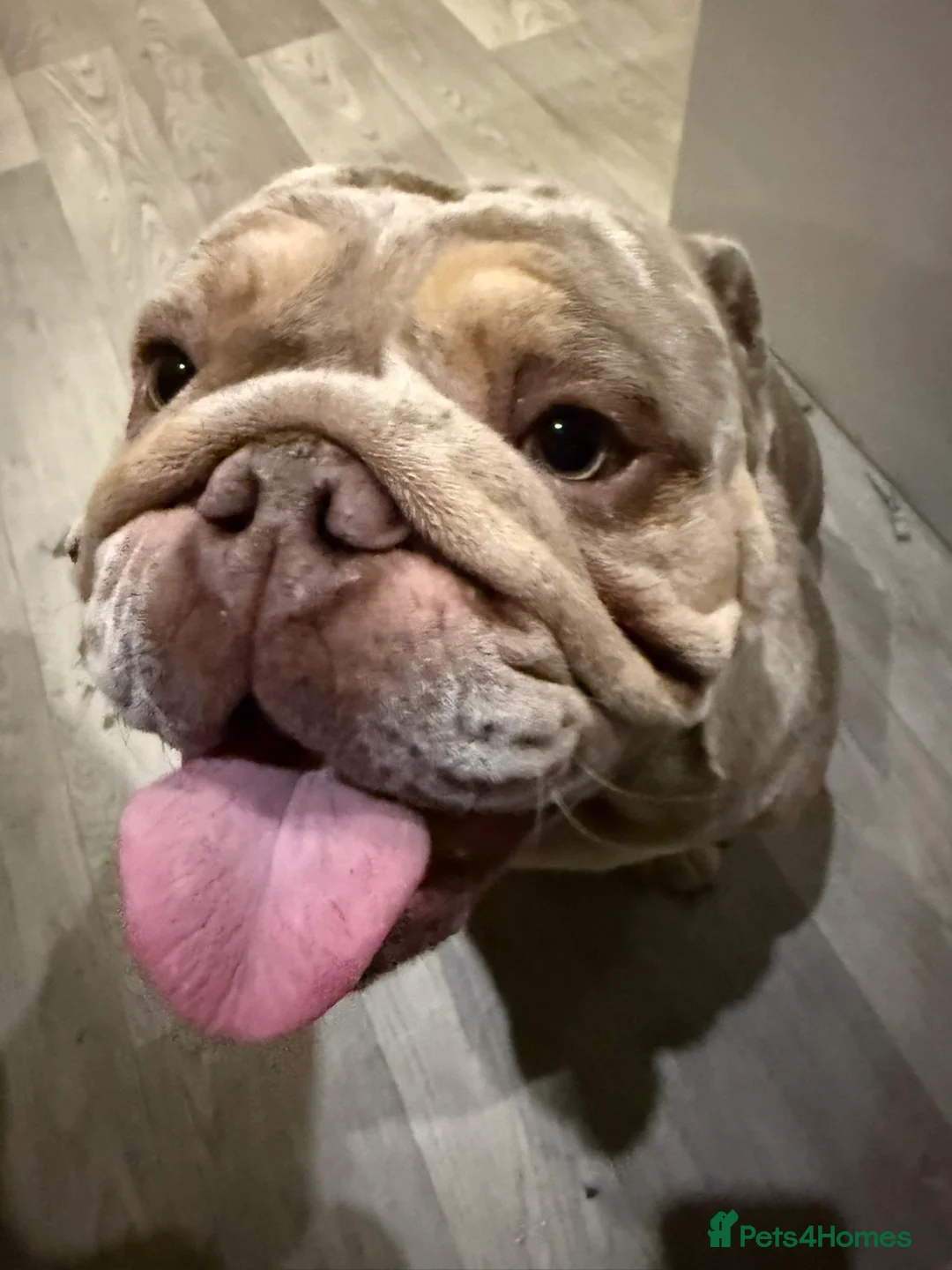English Bulldog dogs for stud: Craig in Corby - Advert 1