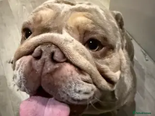 English Bulldog dogs Craig in Corby - Advert 13