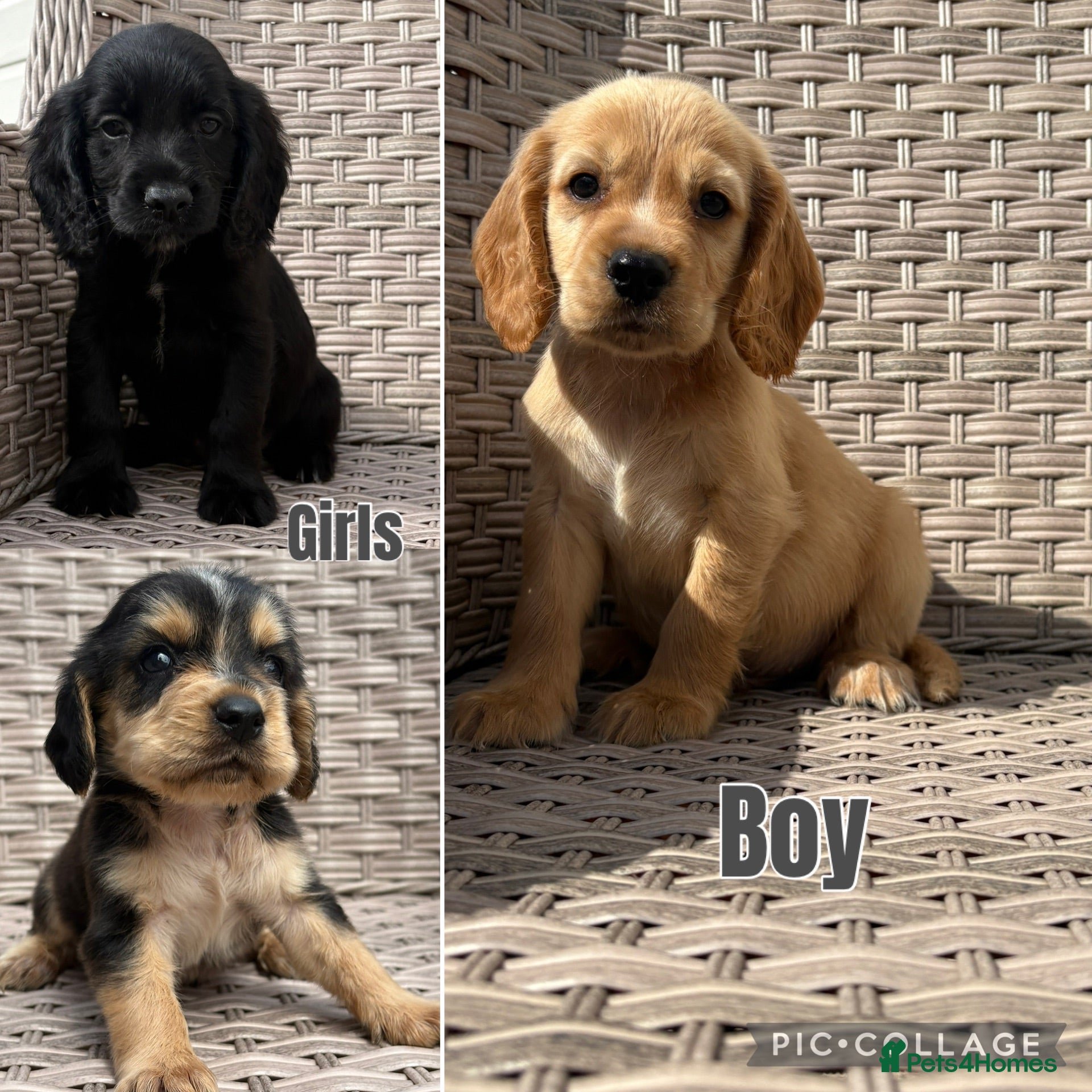 Cocker Spaniel dogs Cocker spaniel puppies - Advert 2
