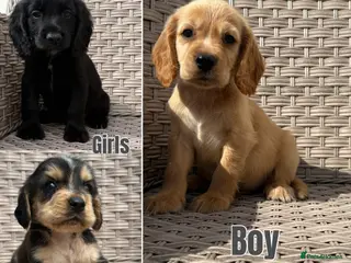 Cocker Spaniel dogs Cocker spaniel puppies - Advert 1