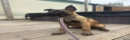 Belgian Shepherd Dog dogs for sale: Ready to leave Female Pups  - Advert 5