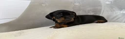 Miniature Dachshund dogs for sale: Miniature Dachshund - Advert 15