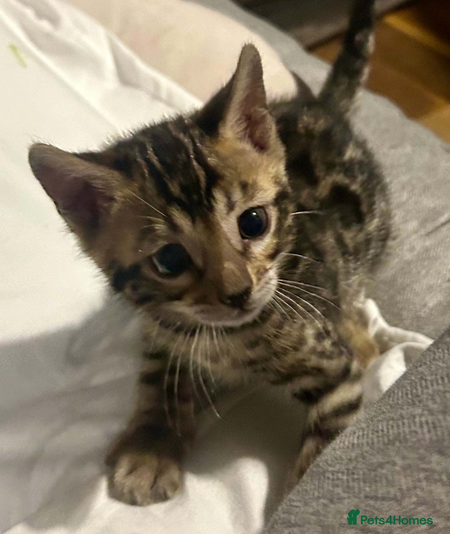 Bengal cats Last Stunning Bengal kitten ready for reservation  - Advert 7
