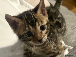 Bengal cats Last Stunning Bengal kitten ready for reservation - Advert 7