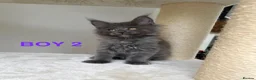 Maine Coon cats for sale: Only 2 left. SHOW QUALITY MAINE COON KITTENS  - Advert 3